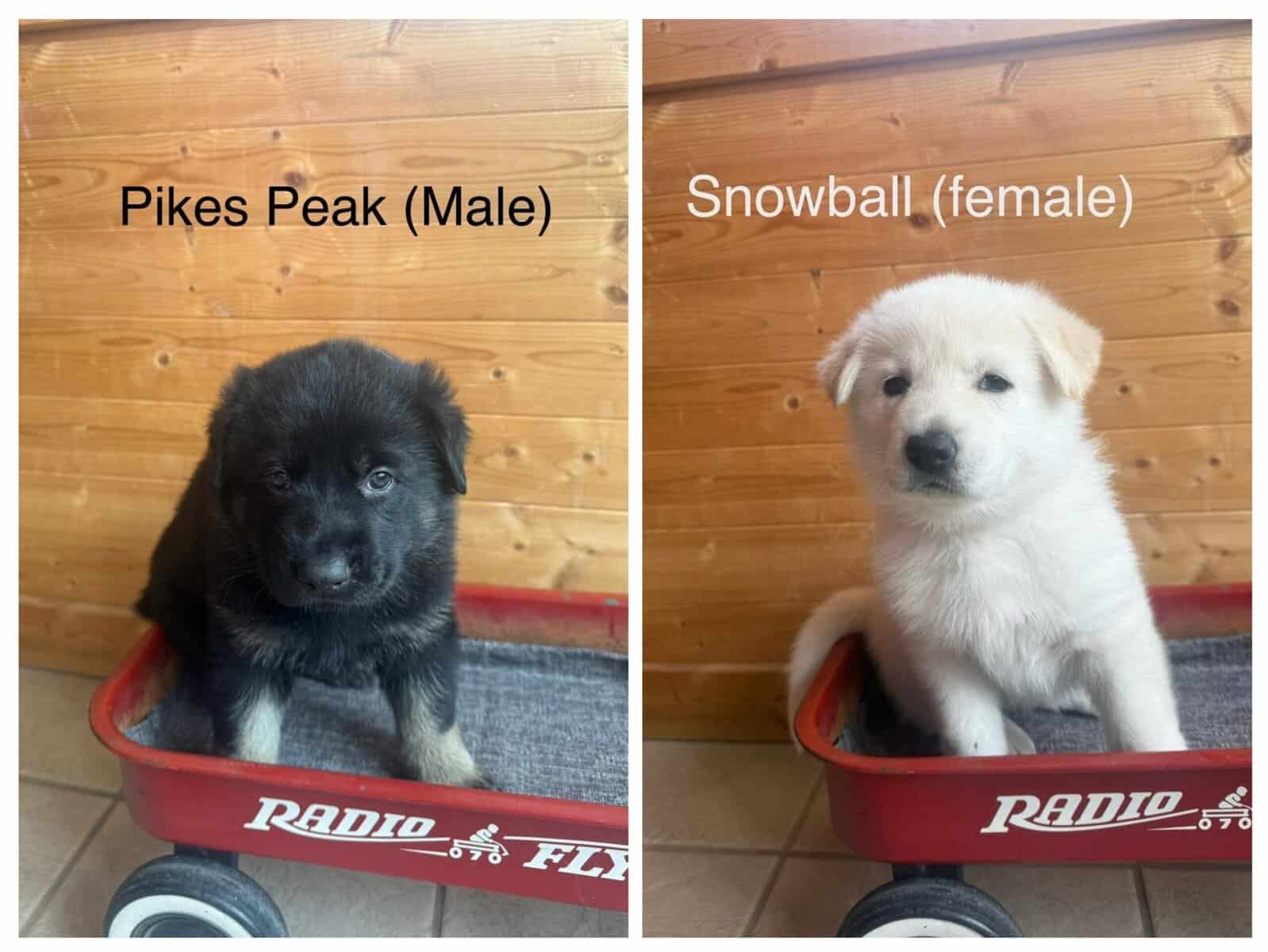 German Shepherd Puppies image 2