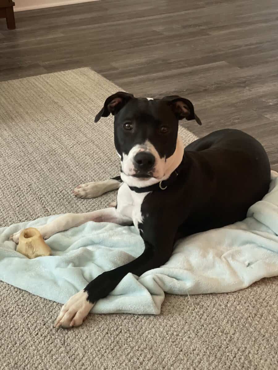 American Pit Bull Terrier image 3