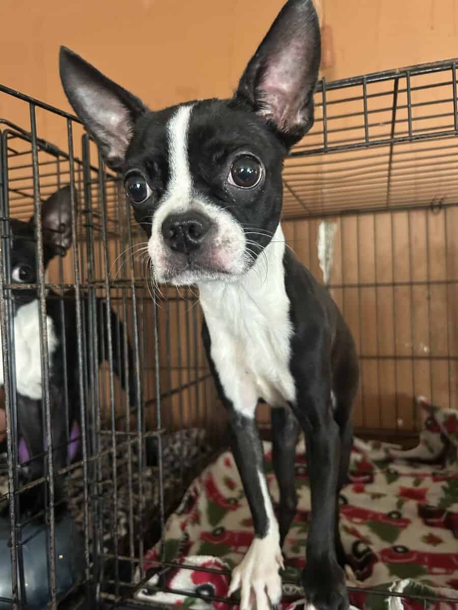 Boston Terrier image 2