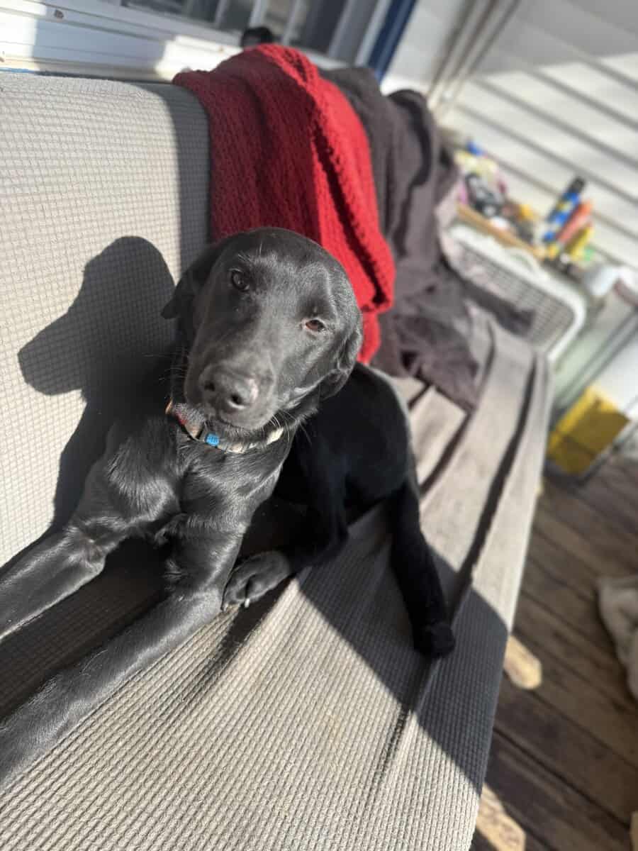 “Junior” Labrador Retriever 8 months image 1