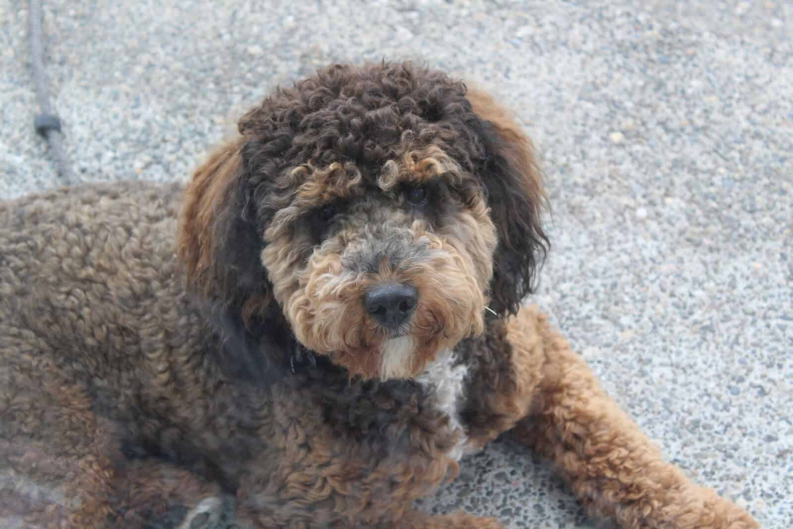 Kid-Friendly Bernedoodle Looking for Home image 3