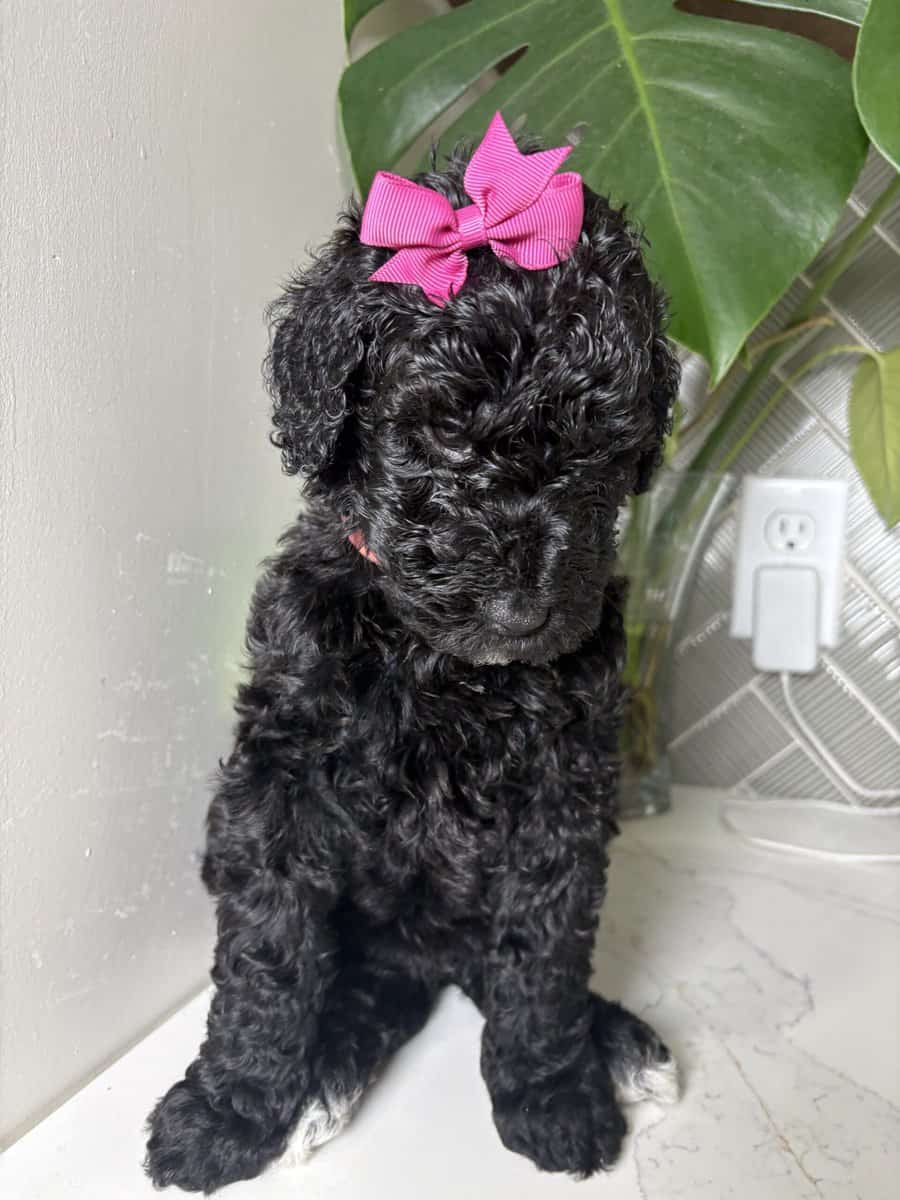 Multigen labradoodles image 4
