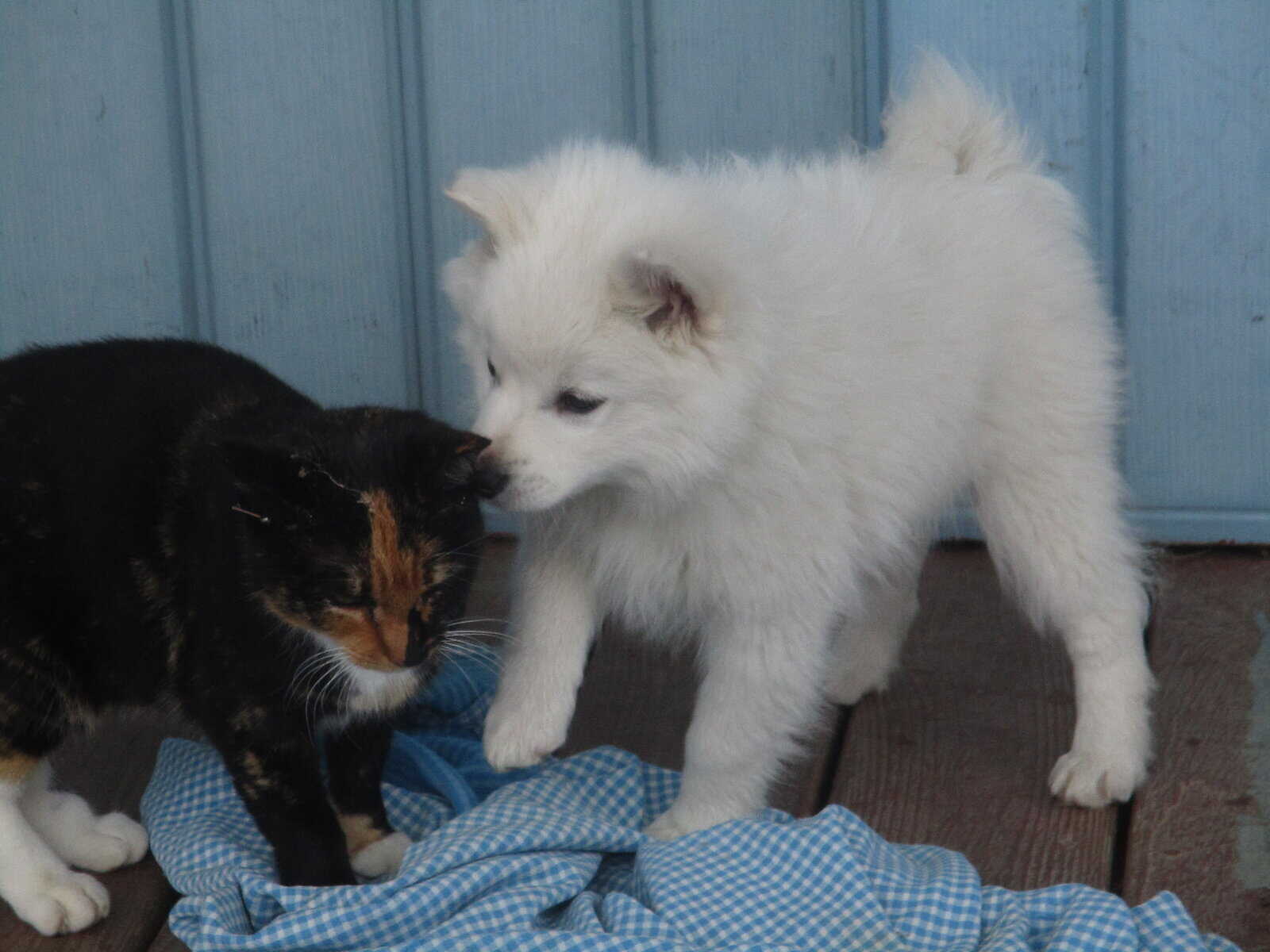 CKC American Eskimo Puppies image 2