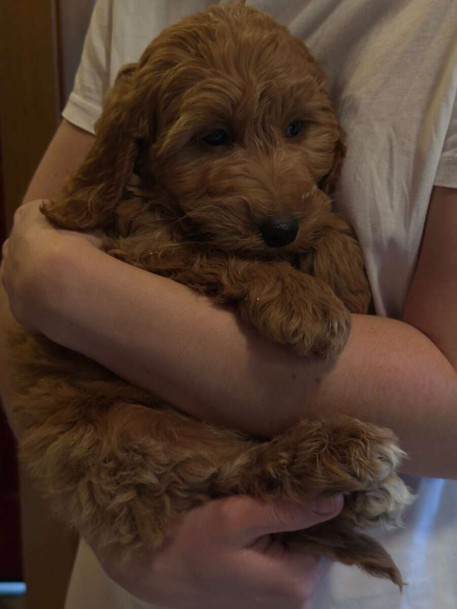 Goldendoodle puppies- 9 weeks old image 2