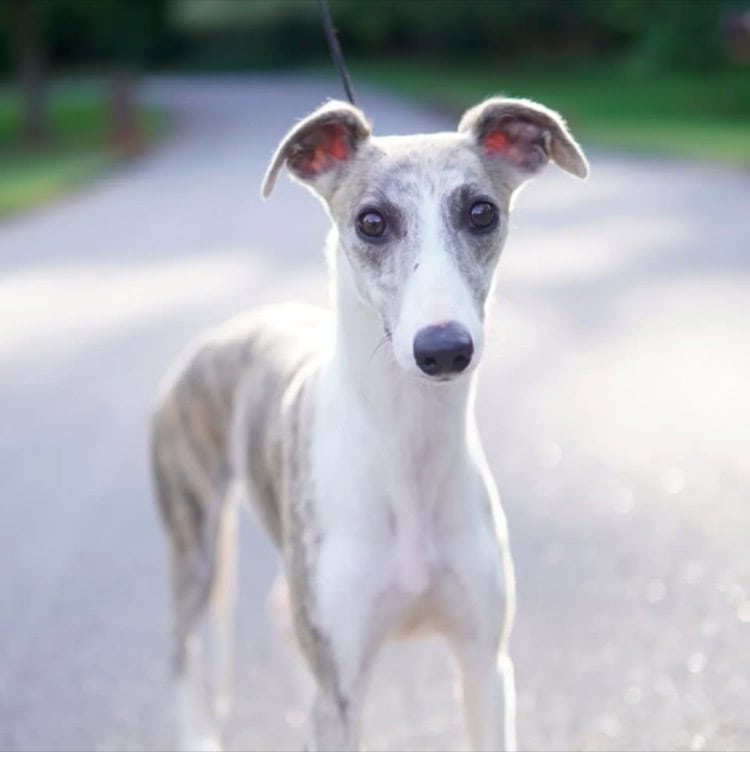 Whippet puppies AKC image 4