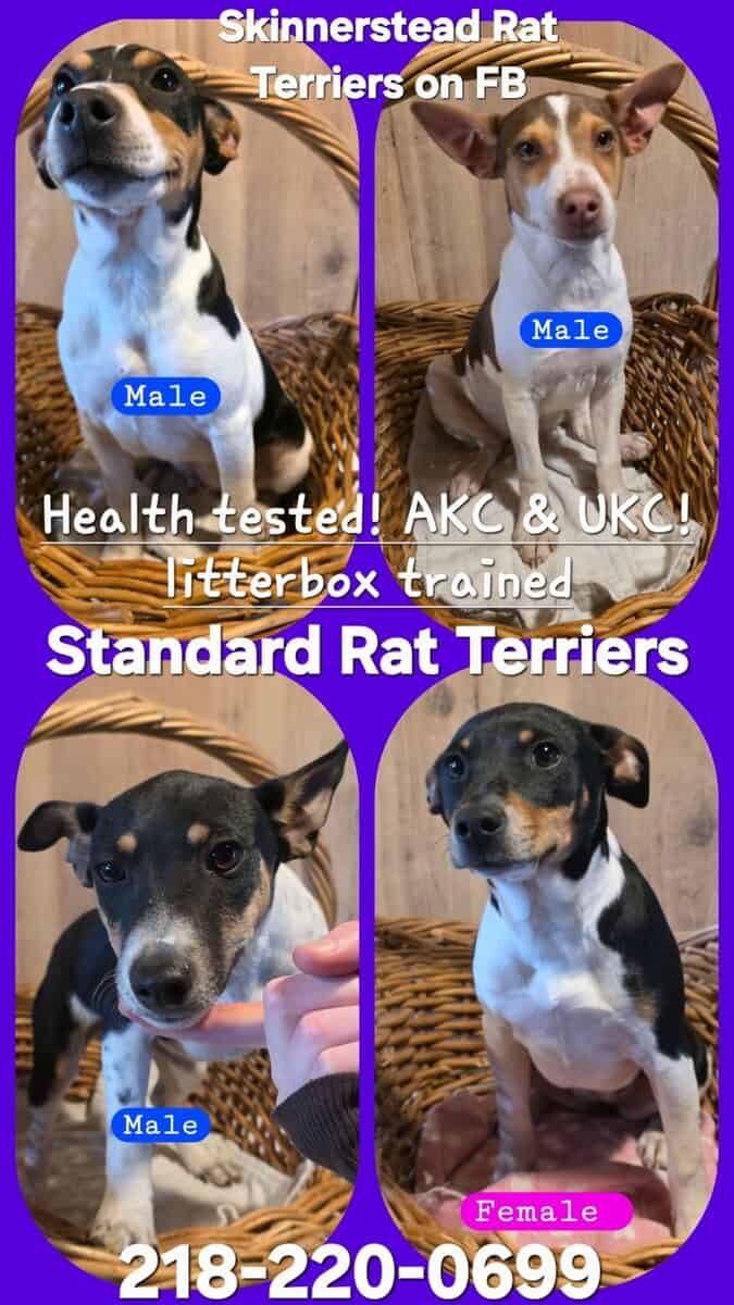 Rat Terrier Puppies image 11