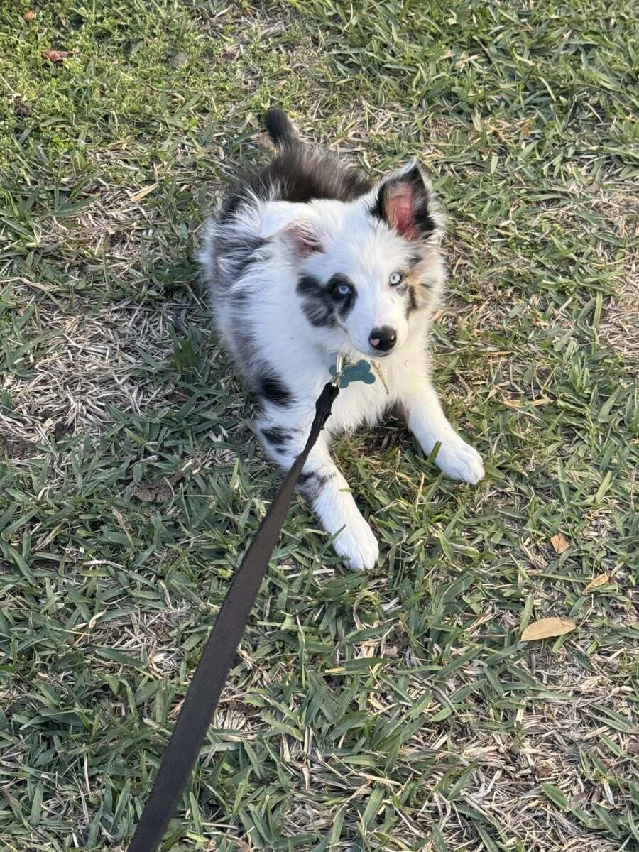 Selling mini Australian Shepard puppy! image 3