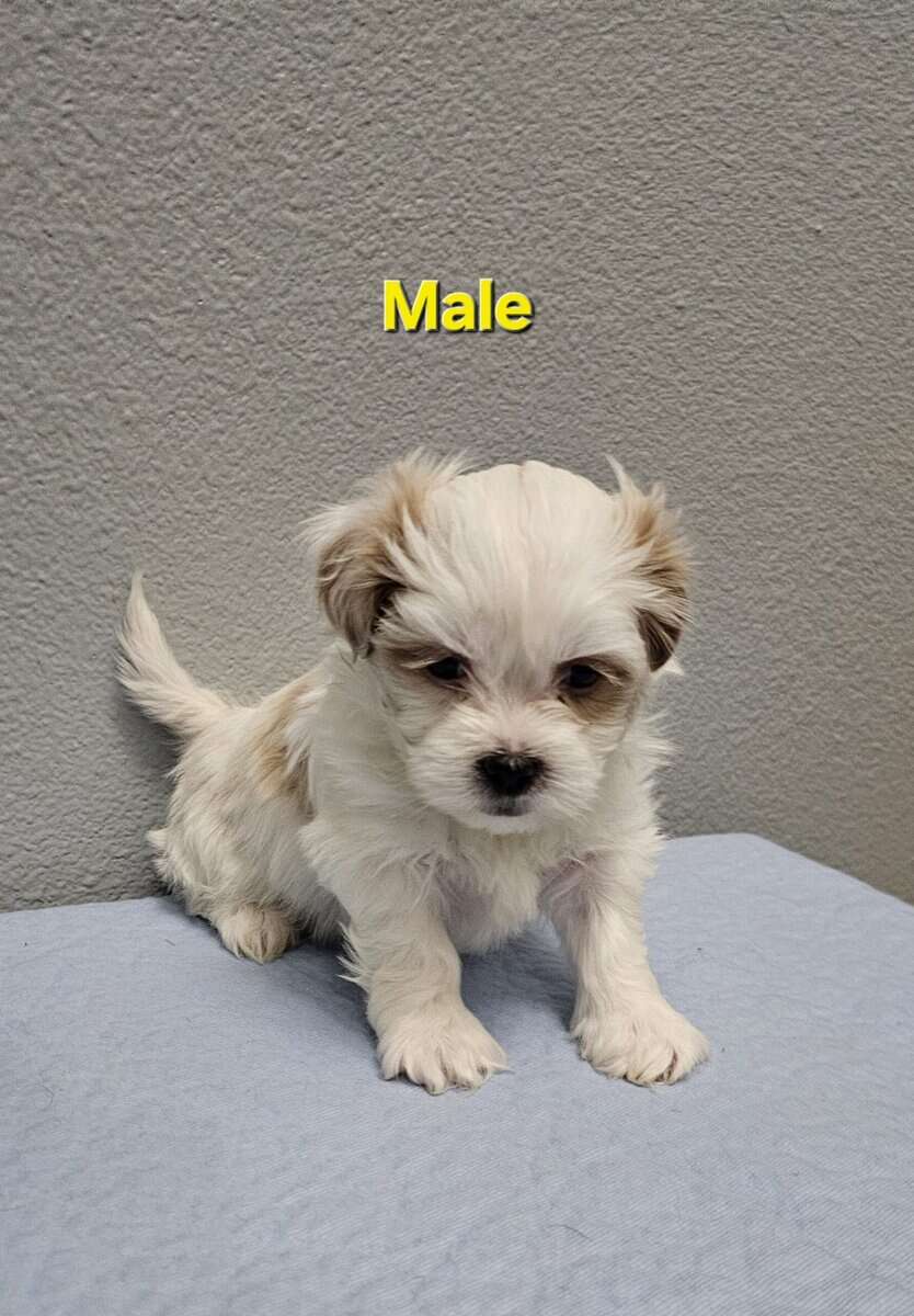 Teddy Bear Male Puppy image 1