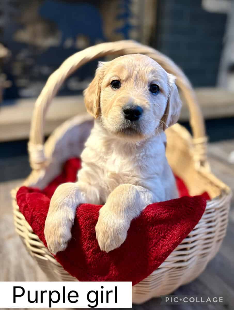 3 AKC GOLDEN RETRIEVER PUPPIES image 2