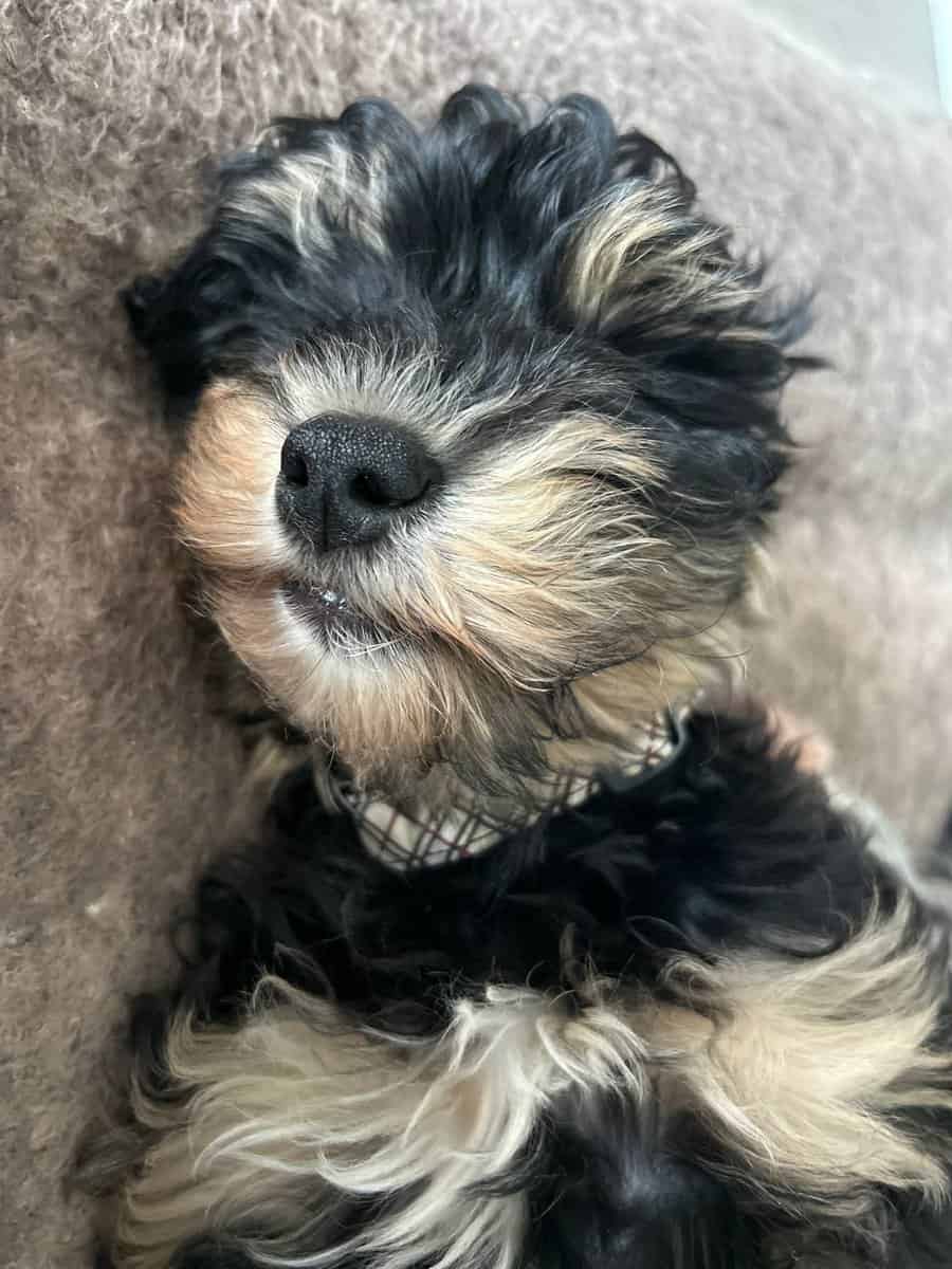 Hypoallergenic poodle mix GIRL image 6