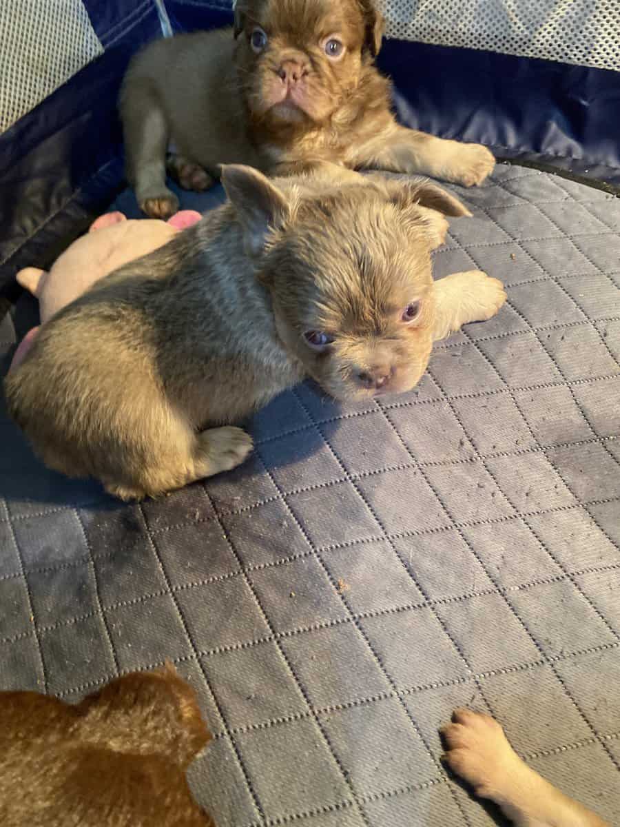 AKC French bulldog pups image 3