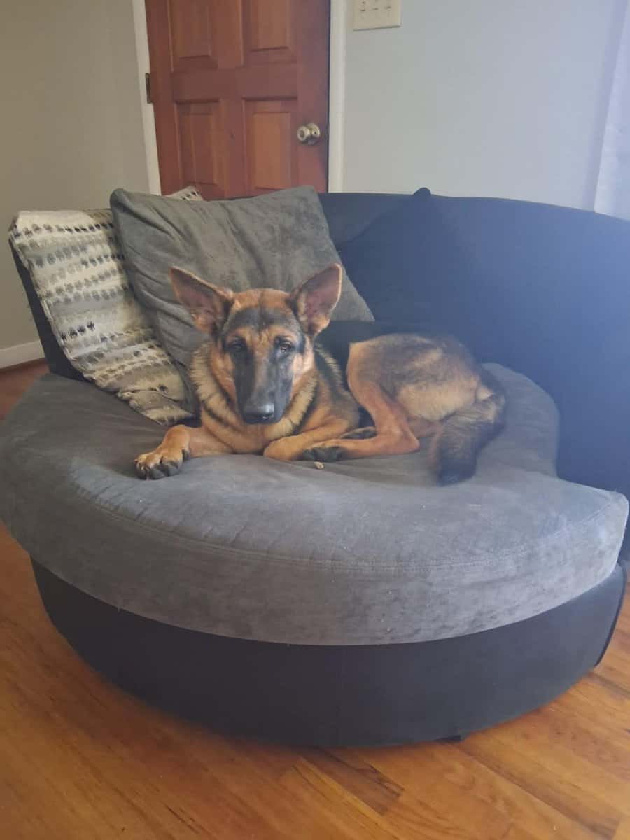 German Shepard image 4