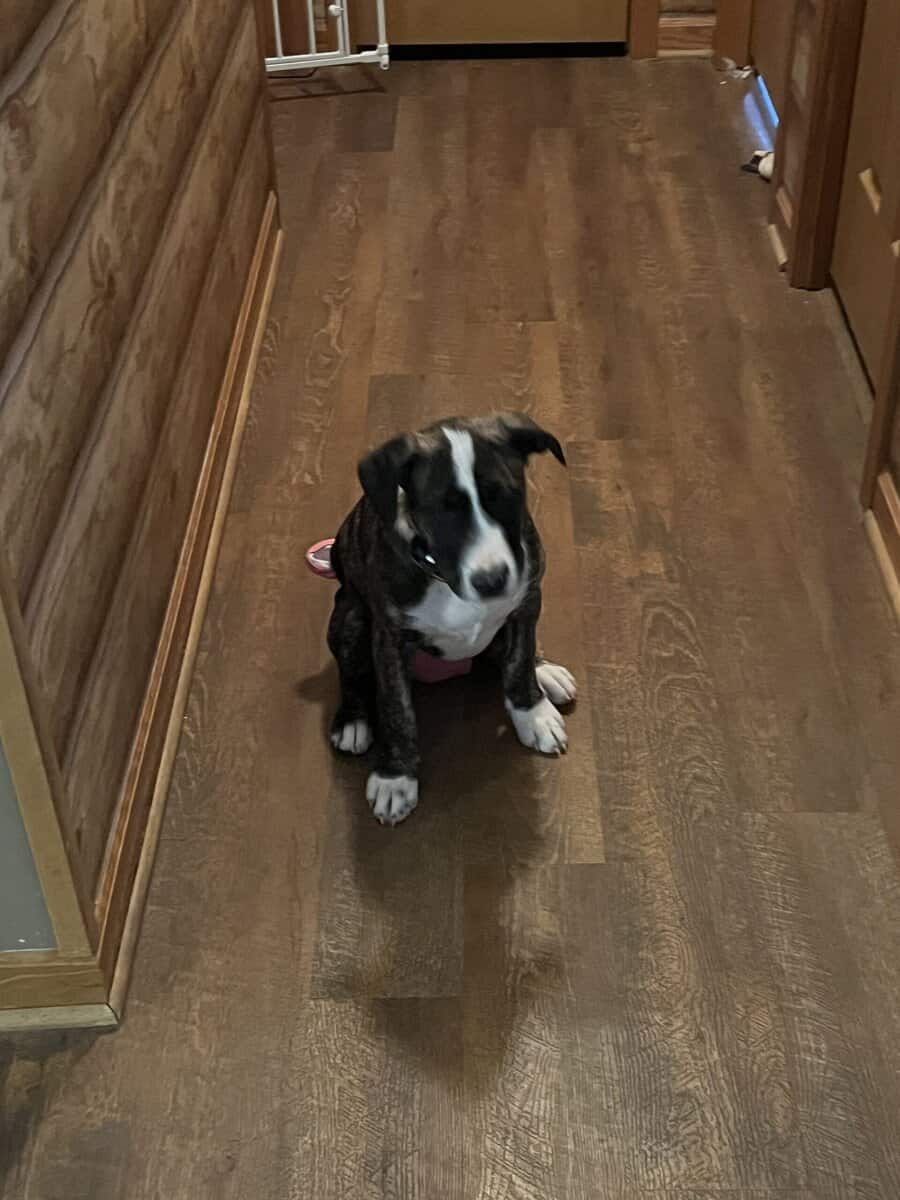 14 week old puppies image 2