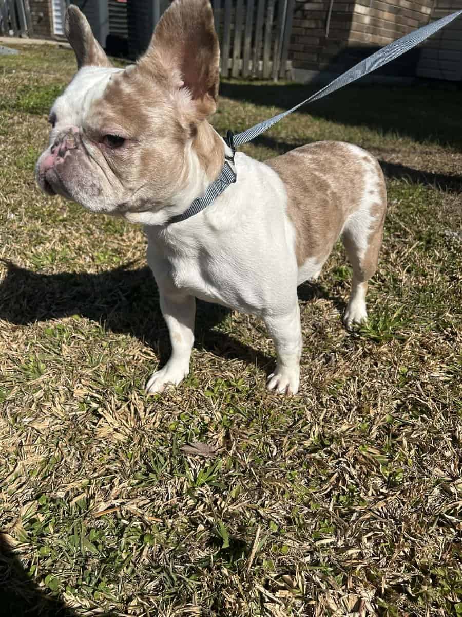 Chanel the Frenchie image 1