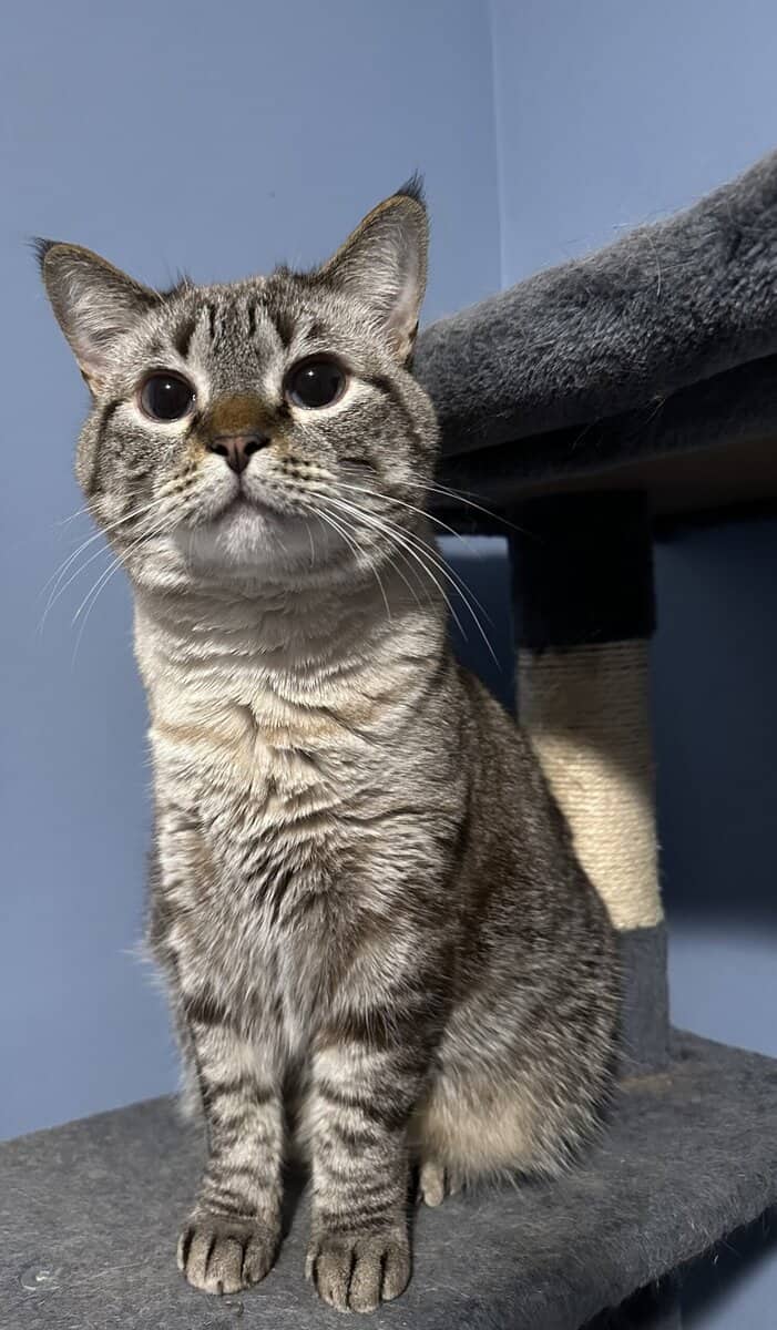 Cat in need of a forever home image 1