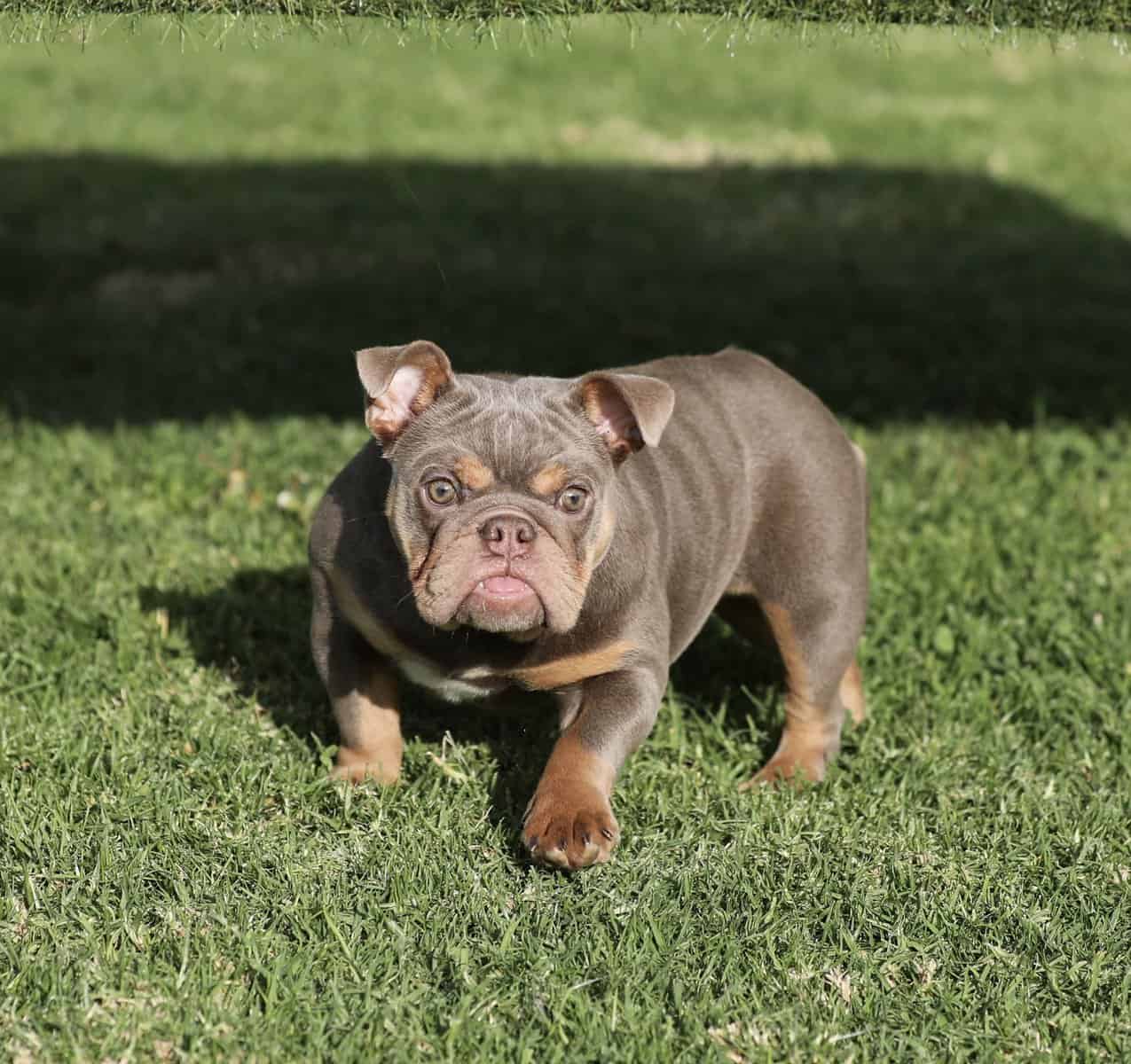 English Bulldog image 7