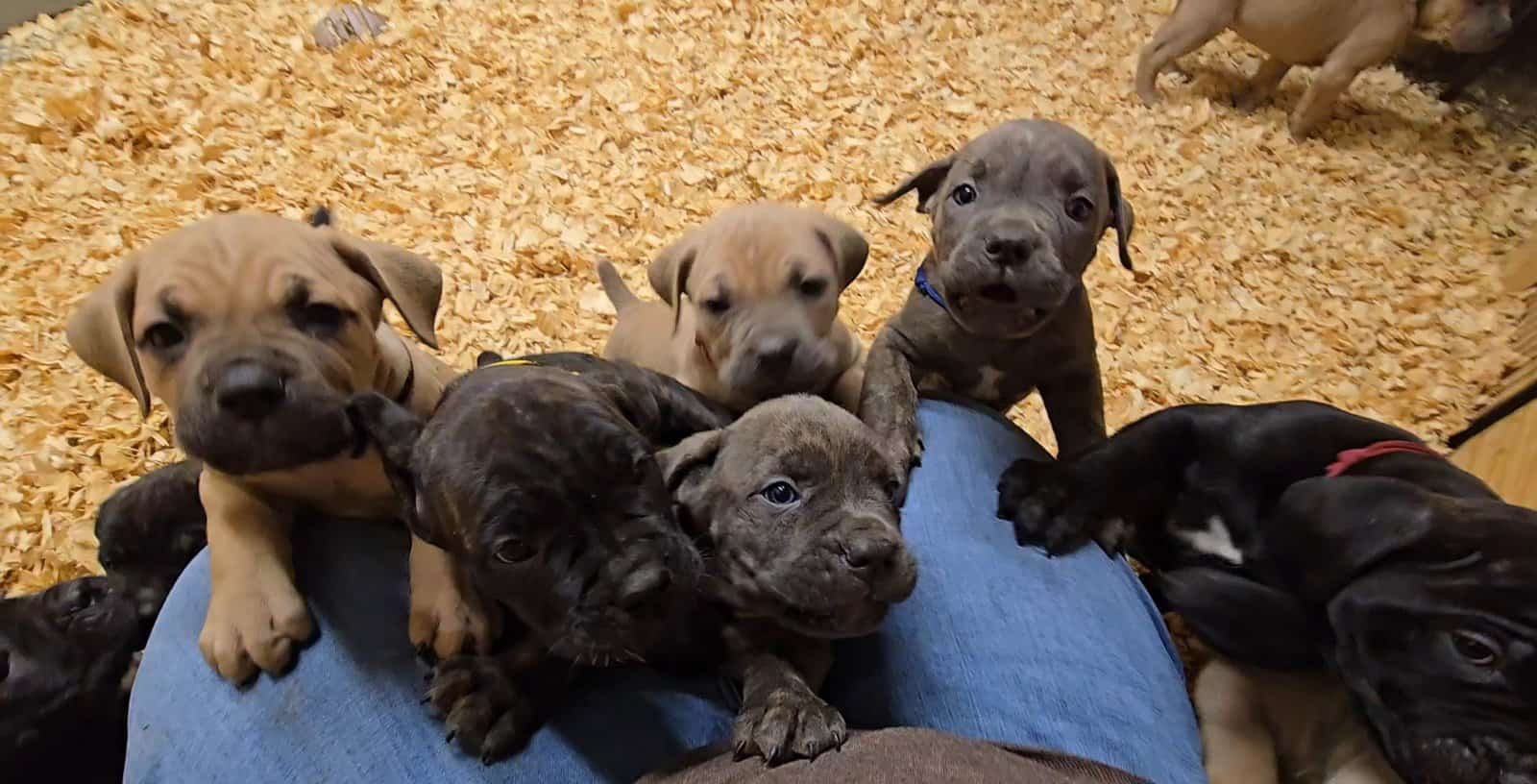 Cane Corso Puppies Available image 1