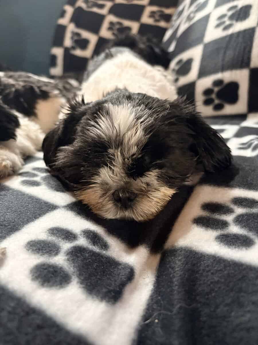 Puppies Ready for Furever Blessings image 3