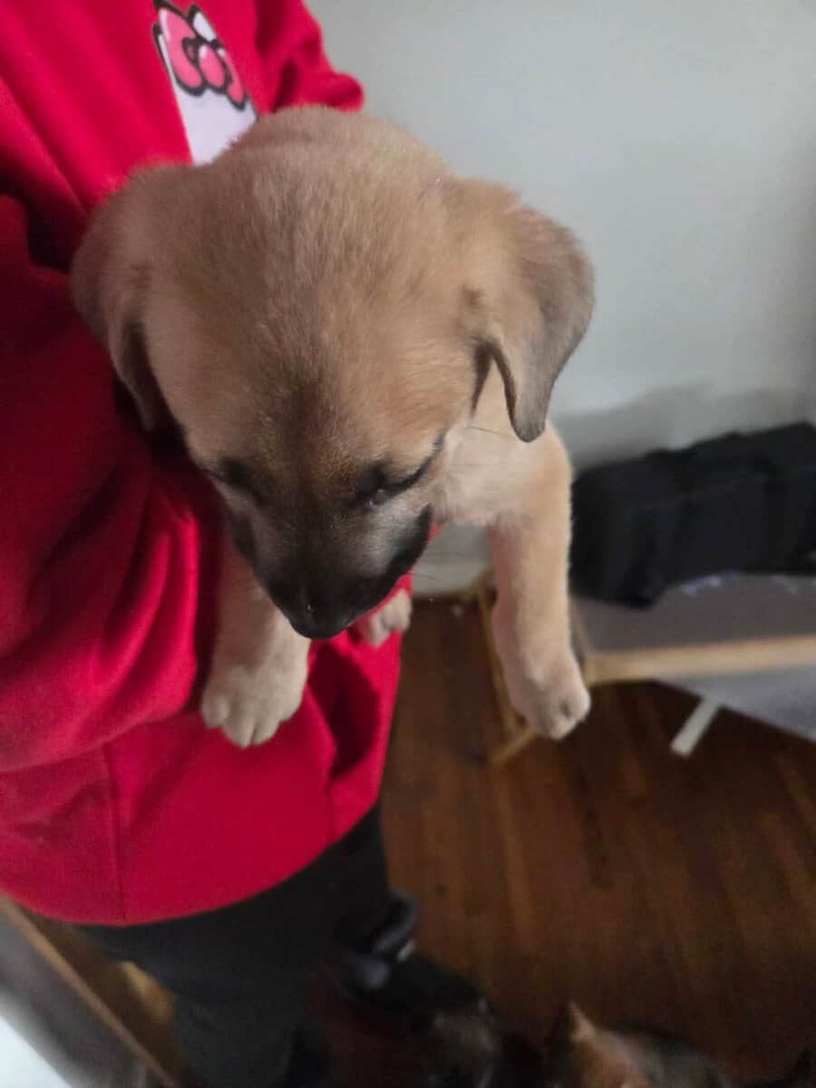 Puppies, free to good home image 3