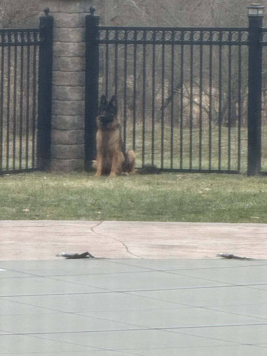 Purebred Champion German Shepherd image 20