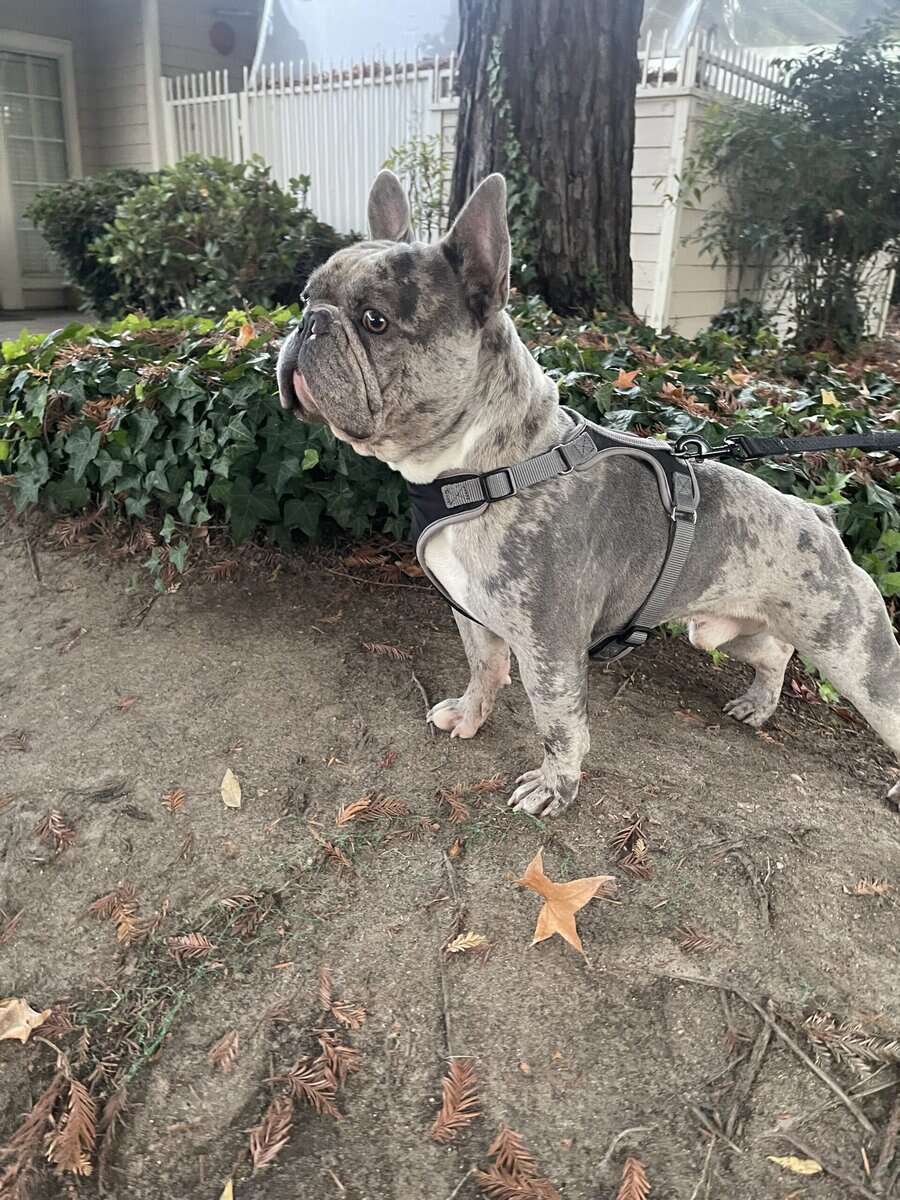 Merle Pocket Bully French Bulldog Male 7yrs image 4