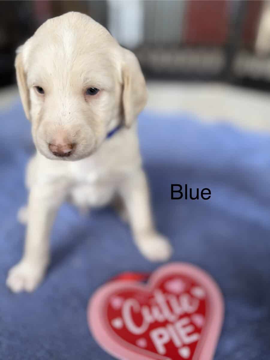 CKC Labradoodles image 3
