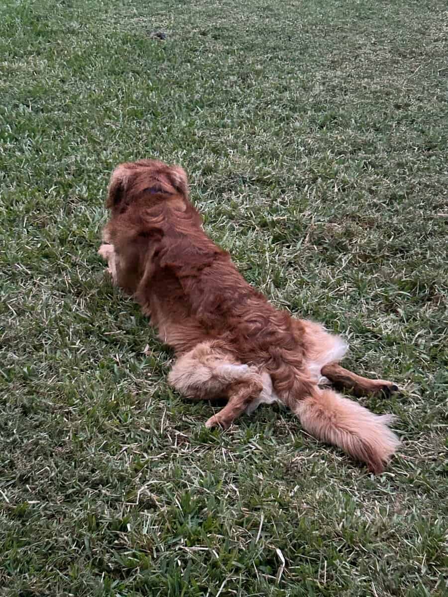 Gloden Retreiver Stud image 2