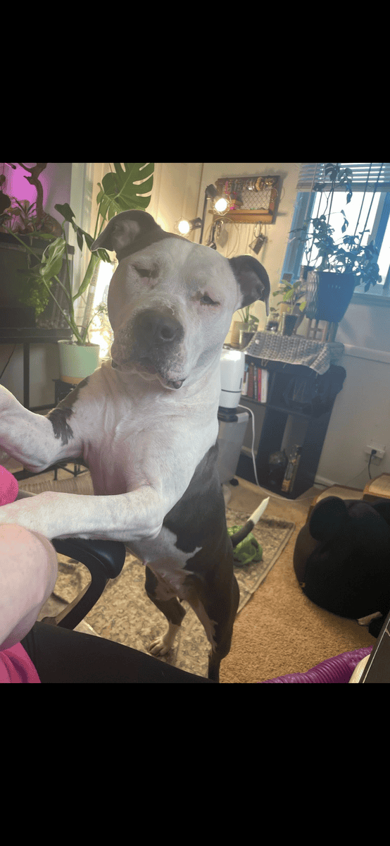 4 year old female pit mix image 1