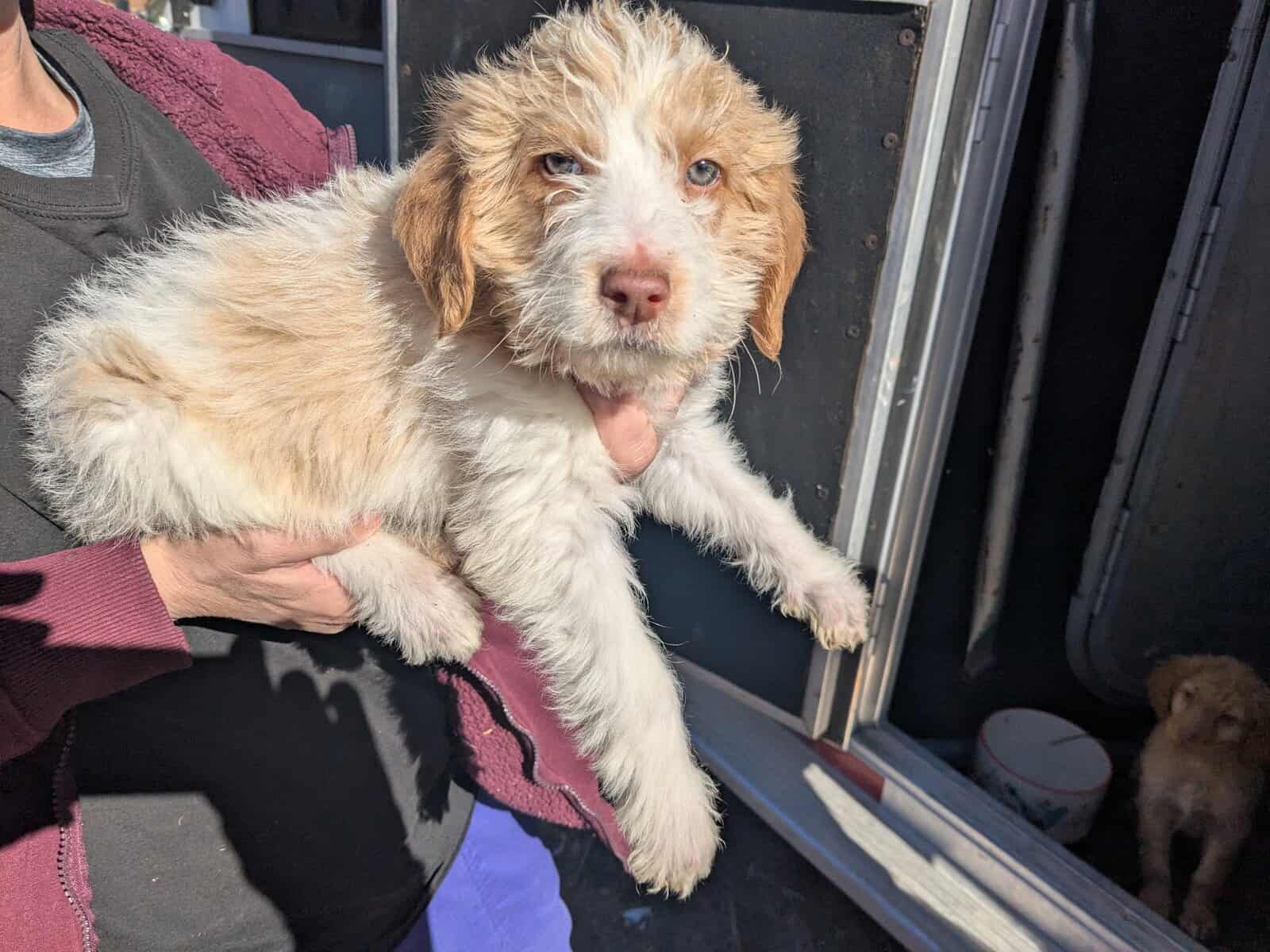 Labradoodle image 1