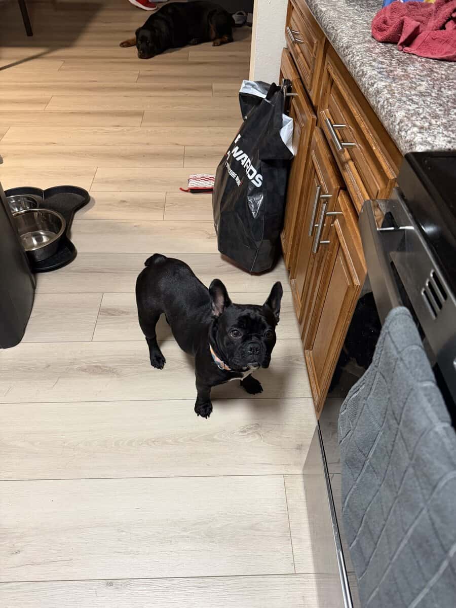 French bulldog image 4