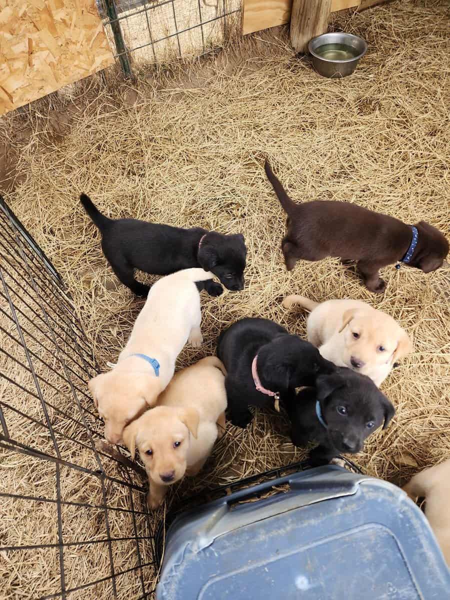 AKC Labrador Retriever puppies image 3
