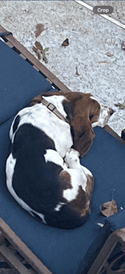 FREE Basset Hound "Rufus" image 3