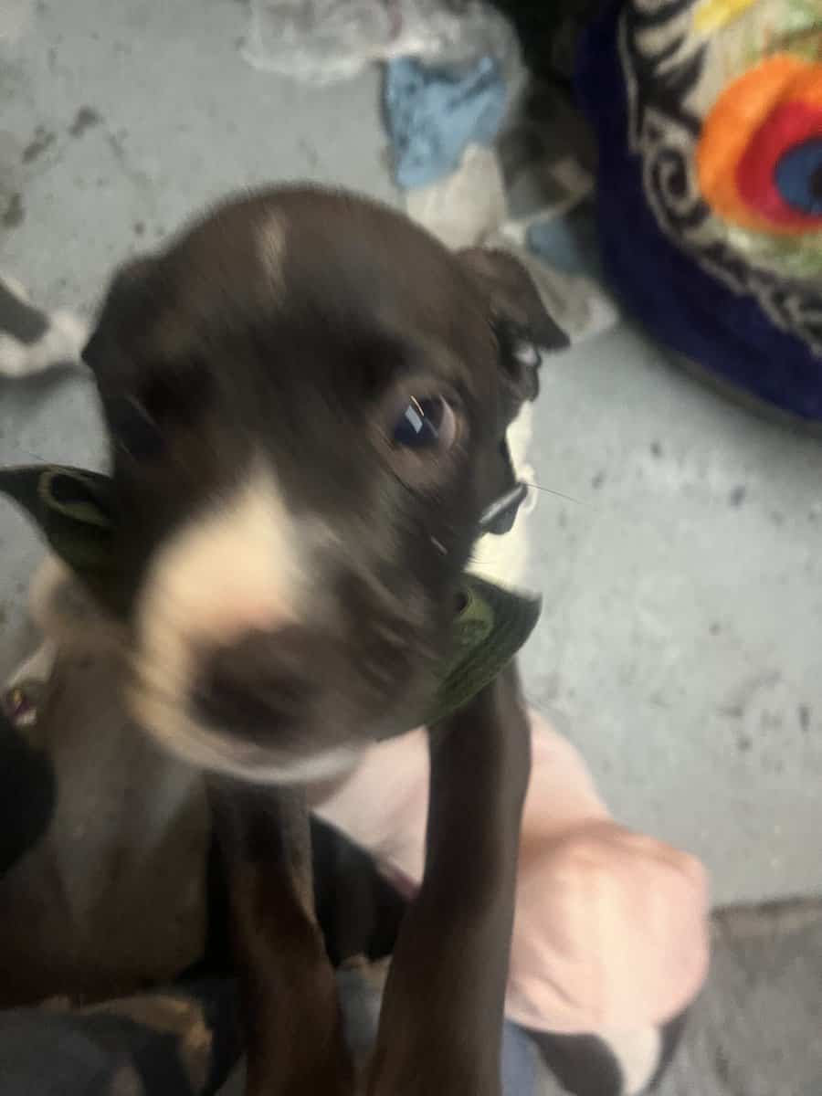 3 female putti mix puppies image 6