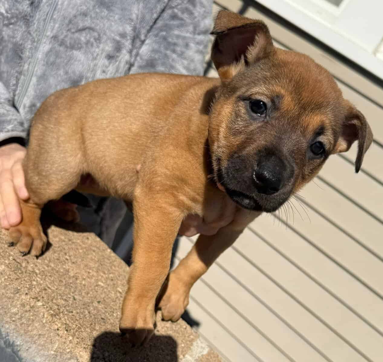 Puppies image 3