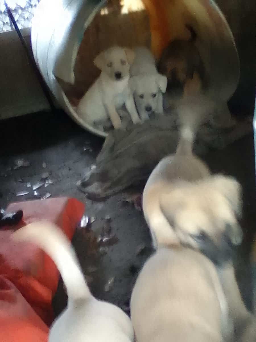 FREE PUPIES image 2