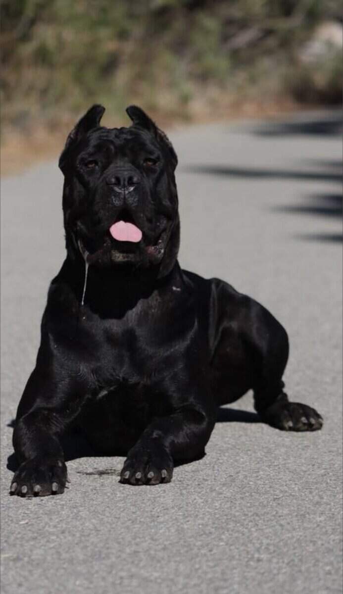 Cane Corso Puppies image 3
