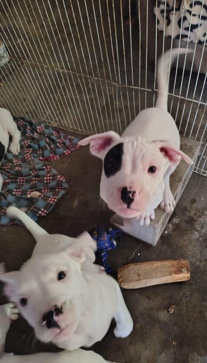 10 Week Dogo Argentino/ Colby Pitbull Puppies image 8