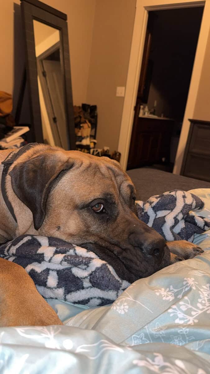 English mastiff puppies image 3