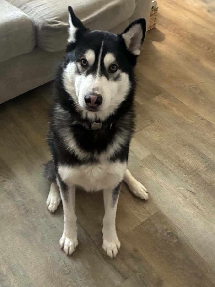 Loving Husky image 1