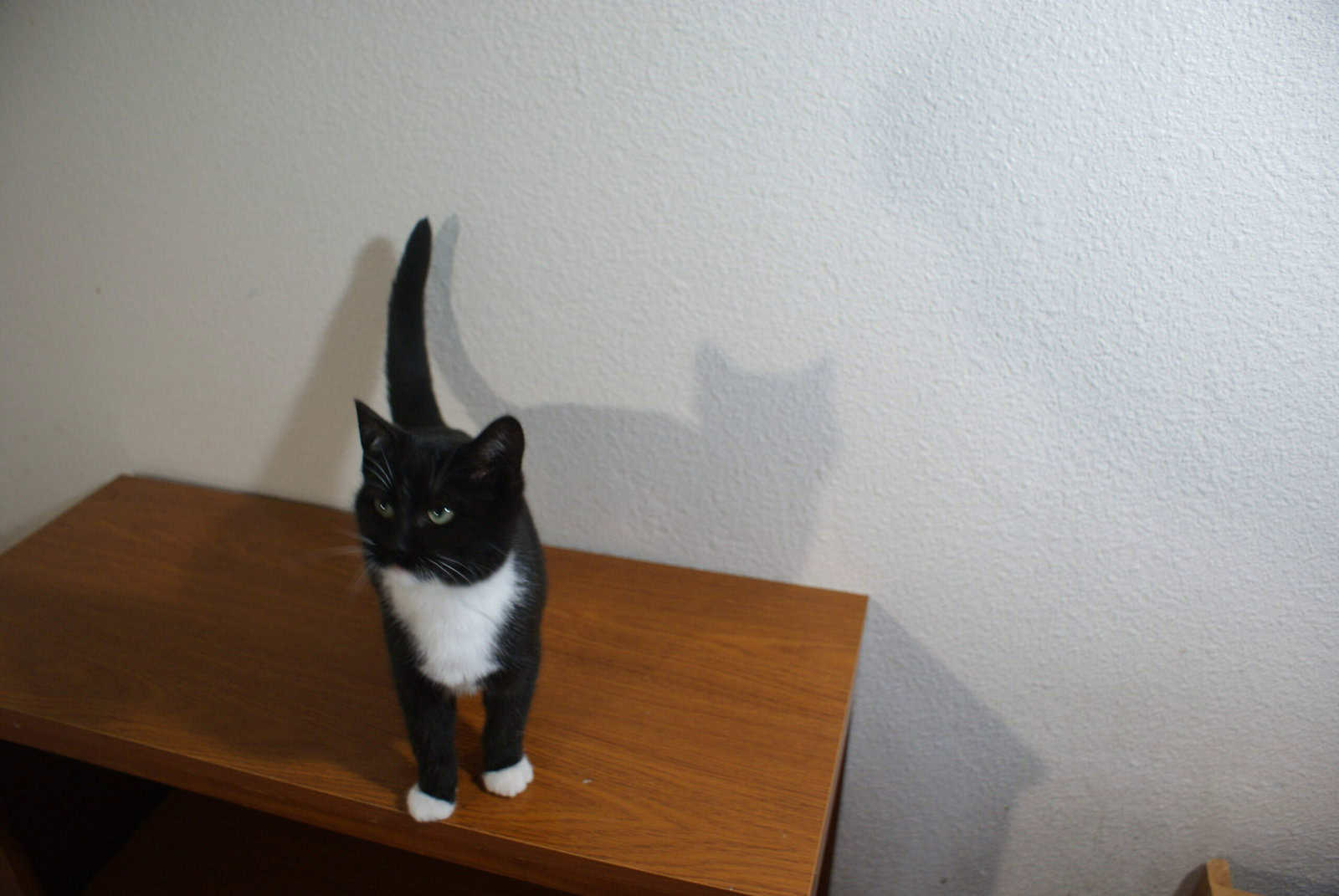 Nite and Spot image 2
