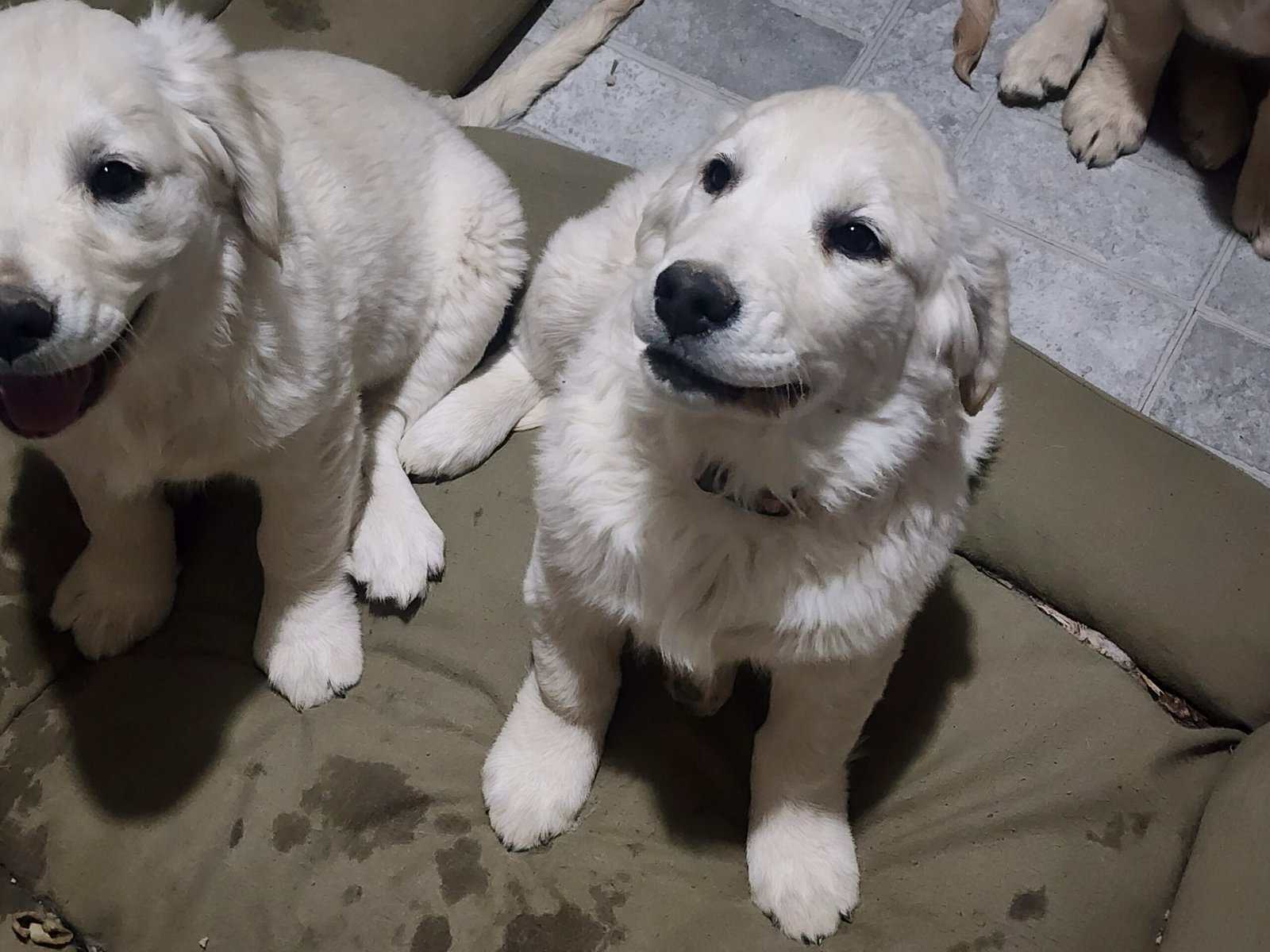 AKC Golden Retriever Puppies image 1