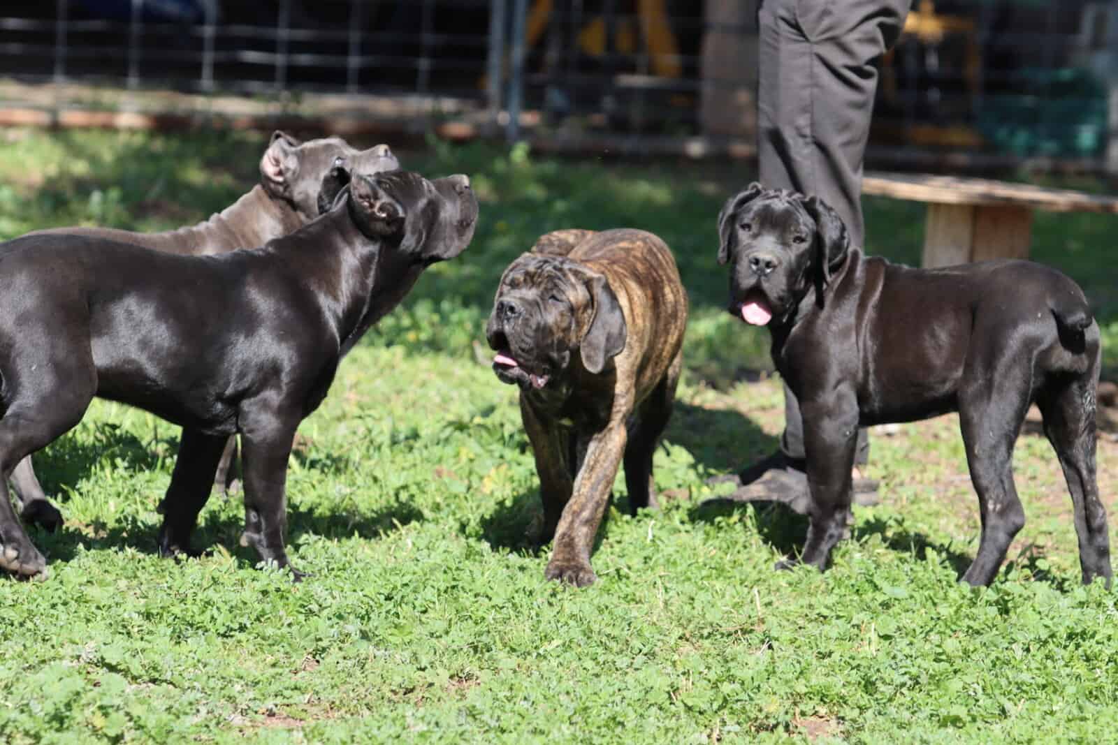 Male cane corso image 5