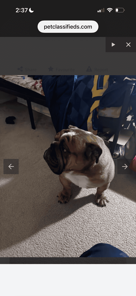 Dog needs home, I live in Pennsylvania image 2