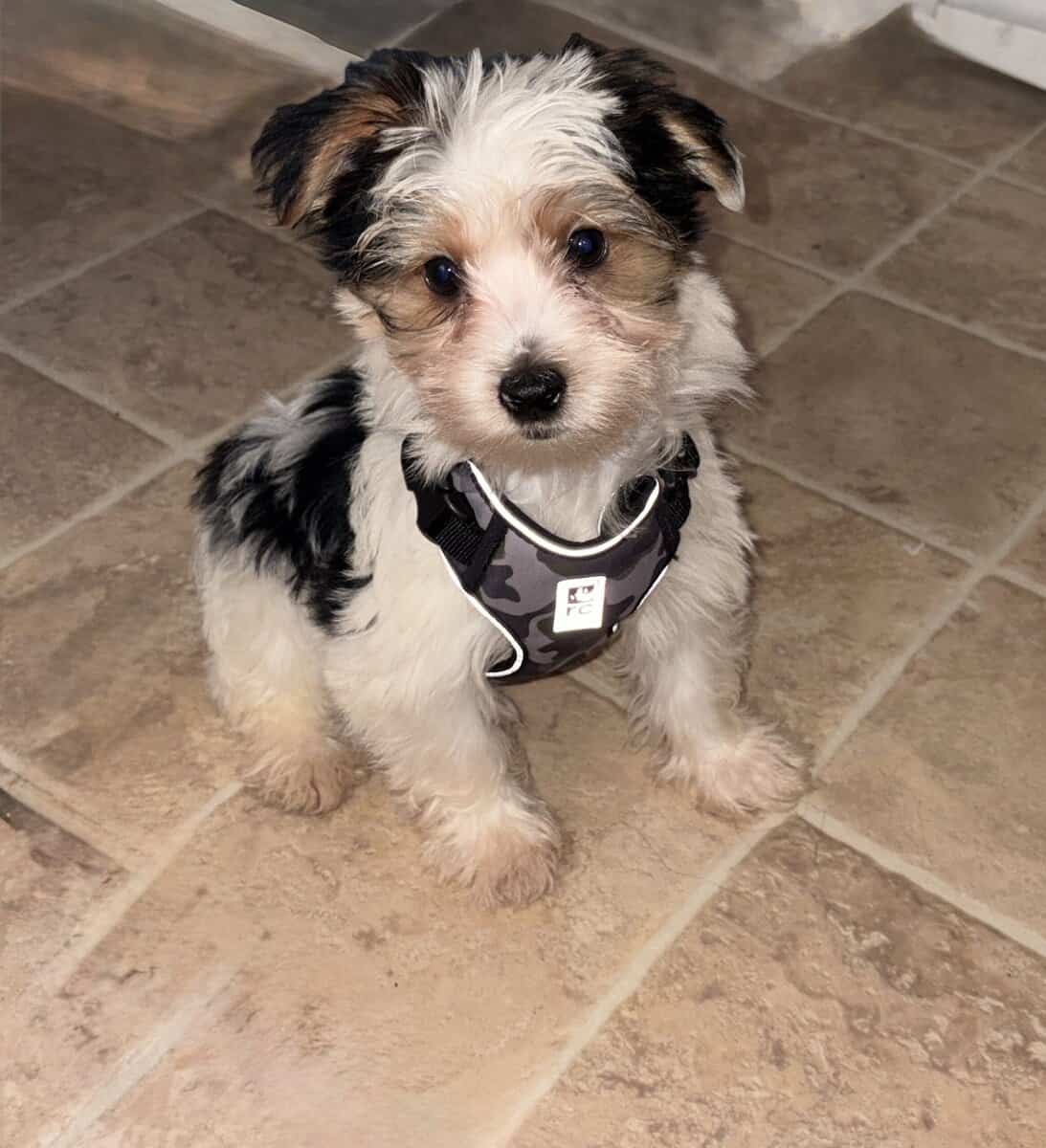 Yorkie poodle image 1