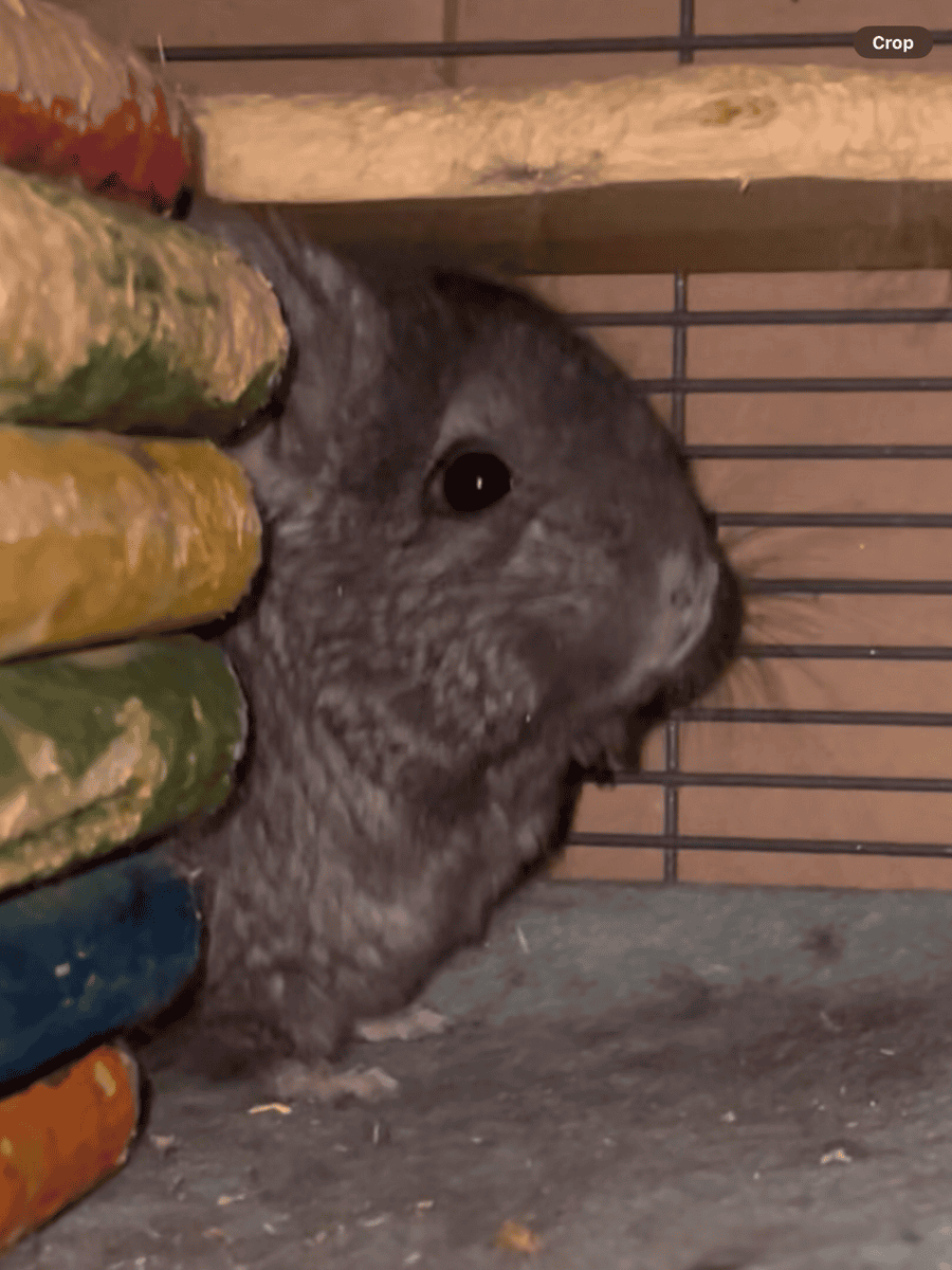 Young Ebony Male Angora Chinchilla image 9