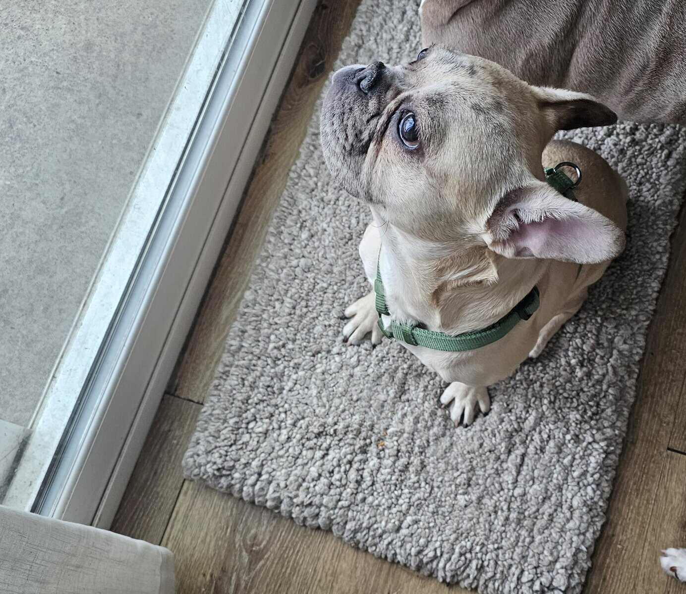 French bulldog 7 months image 2