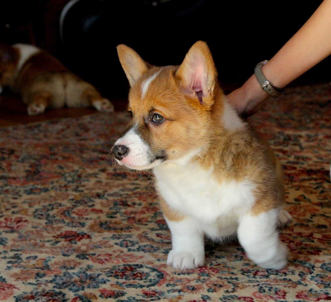 Johnny - Pembroke Welsh Corgi Puppy image 16