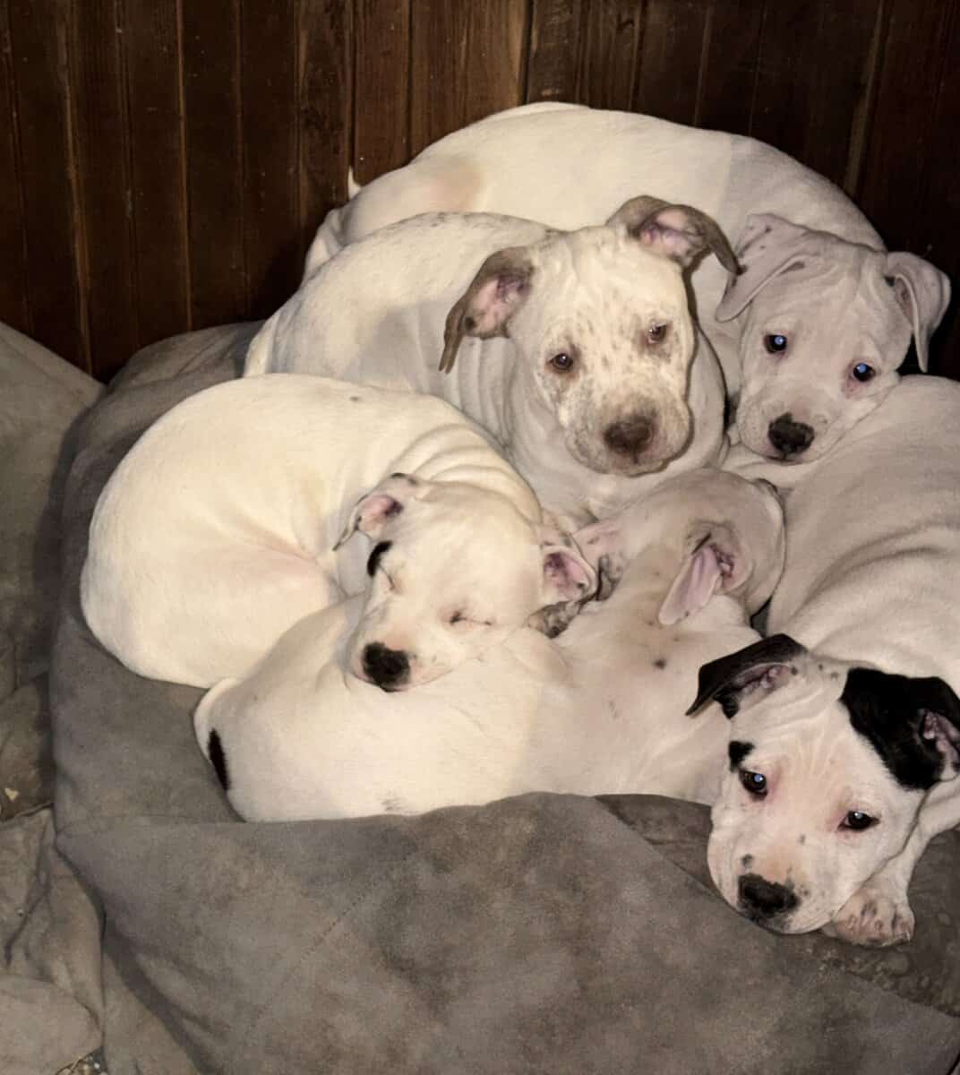 Adorable Staffordshire Terrier pups image 1