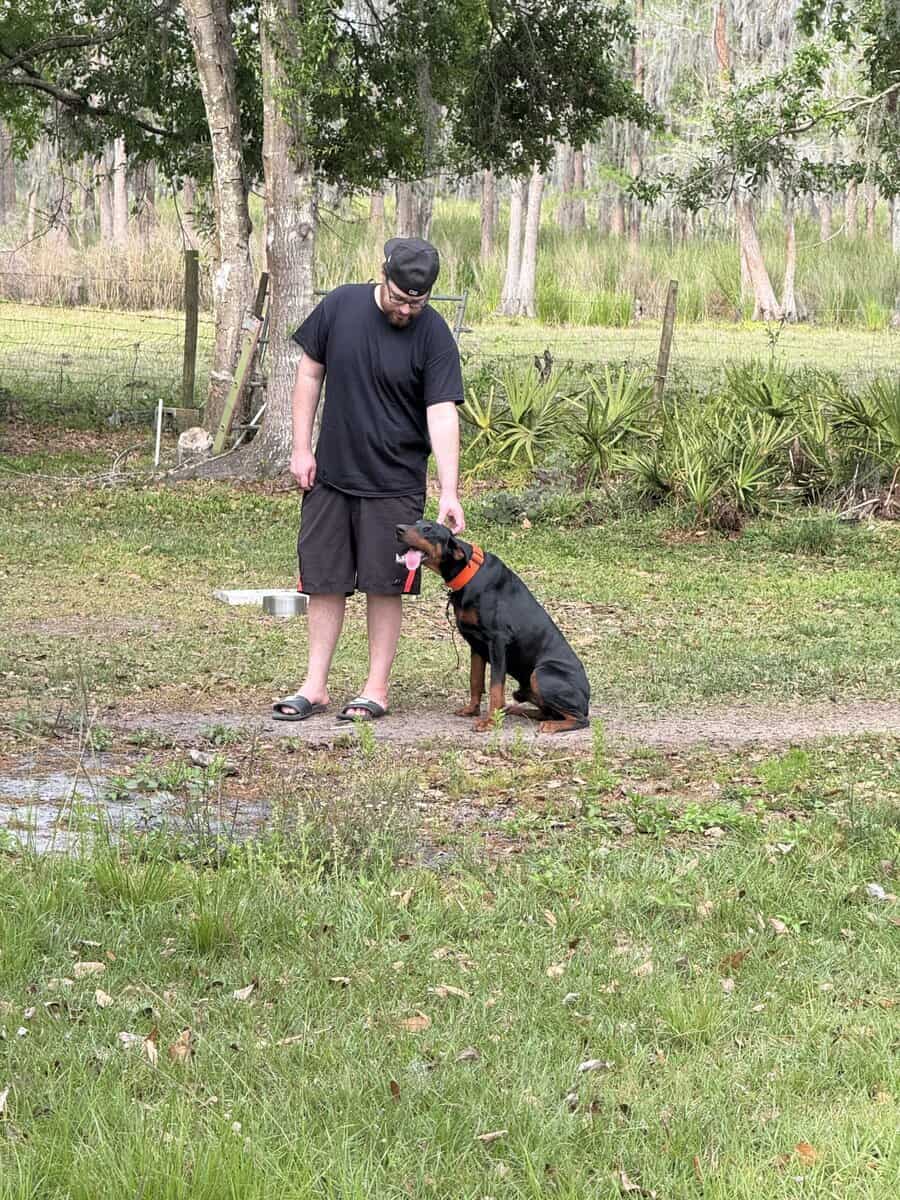 Rehoming Dobermann Male or Female or both image 2