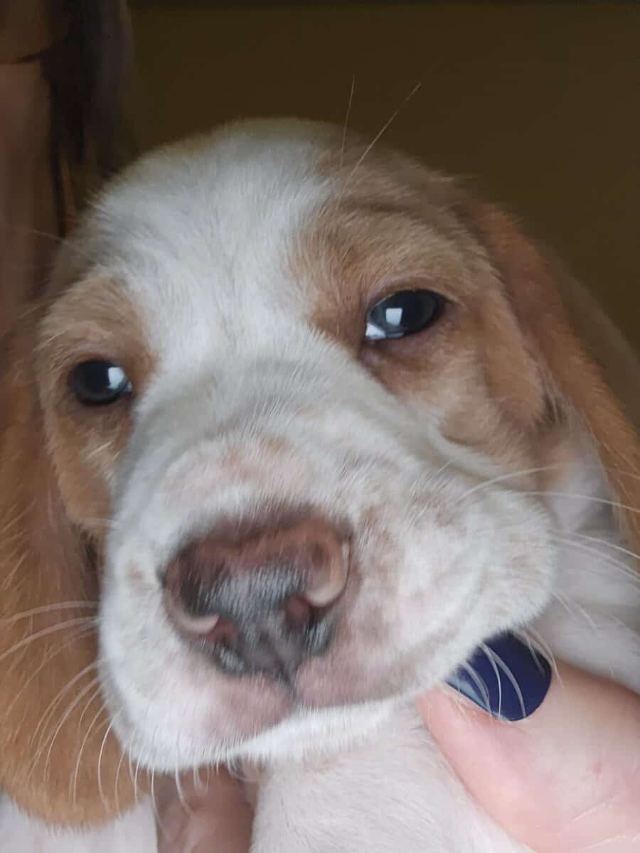 Beagle puppies for Valentine's Day image 1